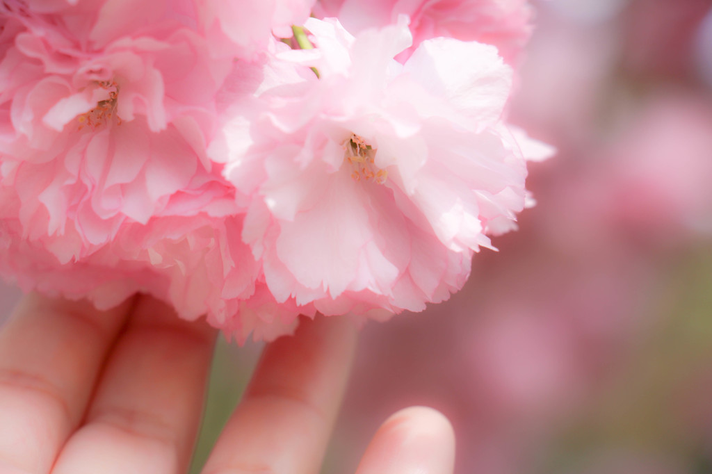 sakura2015