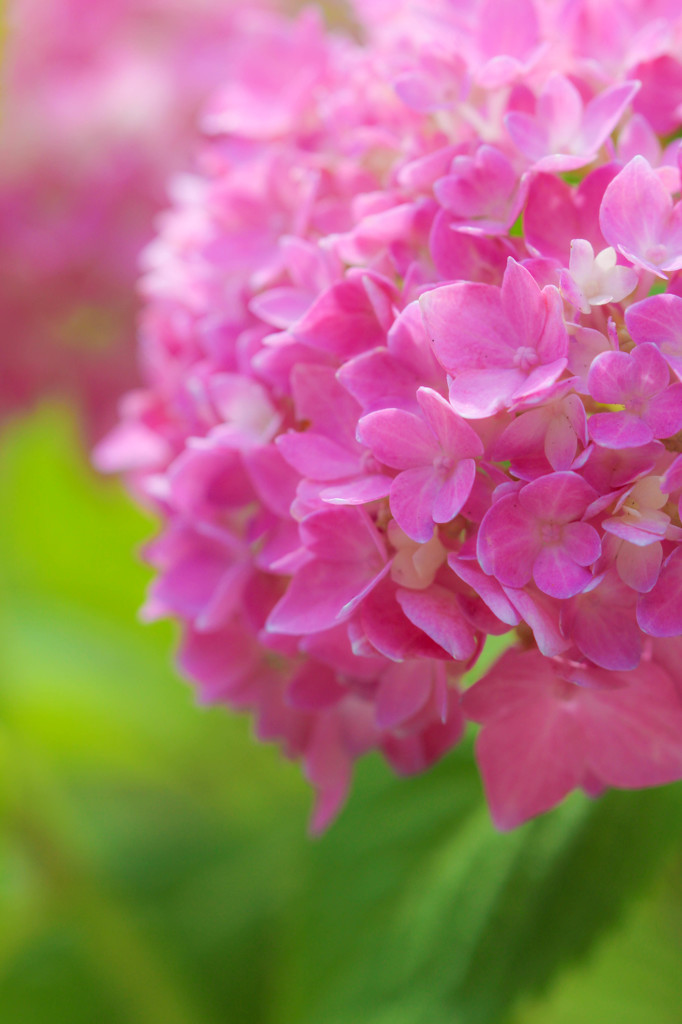 紫陽花2015