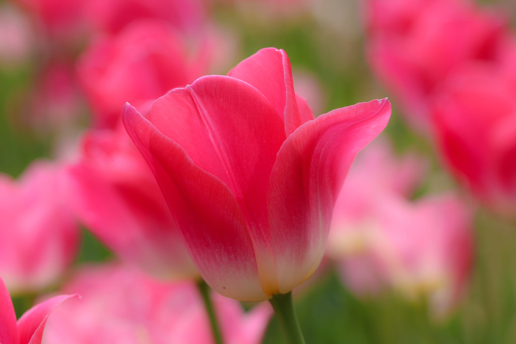 花*花