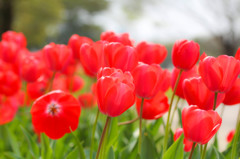 花*花