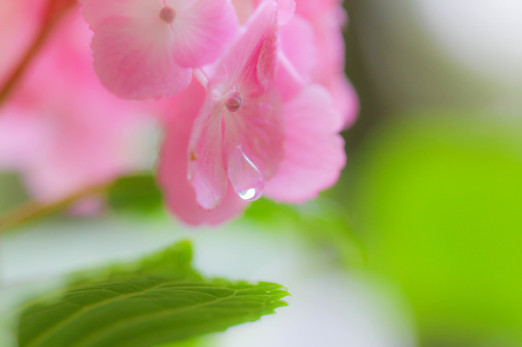 雨上がり・・・