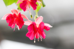 花*花