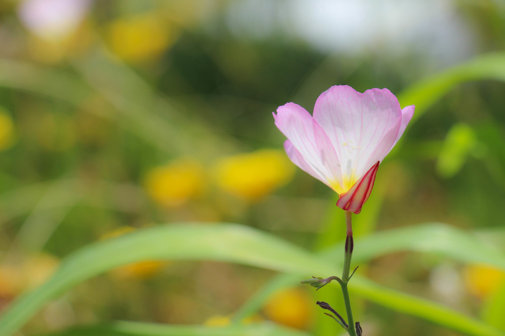 風に揺れて・・・