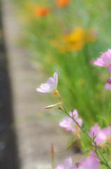 風に揺れて・・・