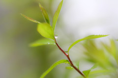 4月の雨