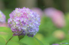 紫陽花が咲き始めました