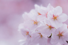 sakura2015