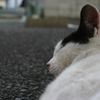 近所の猫が遊びにきた・２