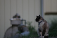 近所の猫が遊びに来た