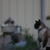 近所の猫が遊びに来た