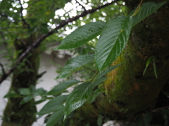 雨上がりの木々と葉