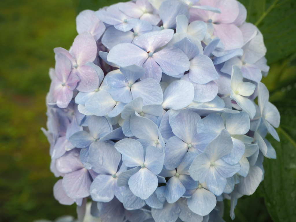 雨上がりの紫陽花