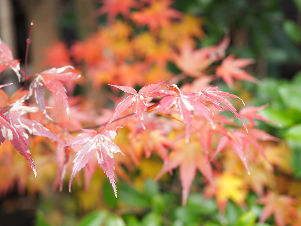 紅葉