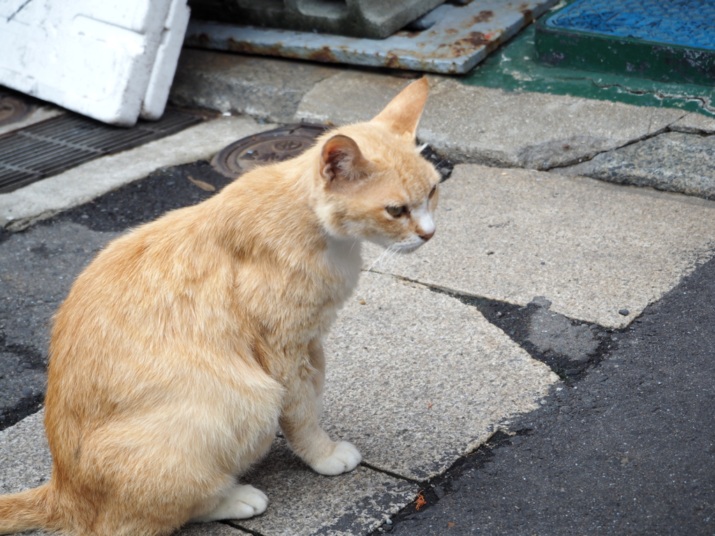看板猫