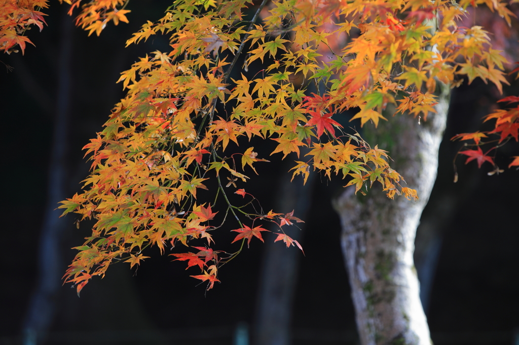 斑紅葉