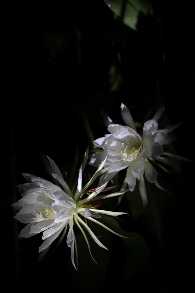 一夜限りの花