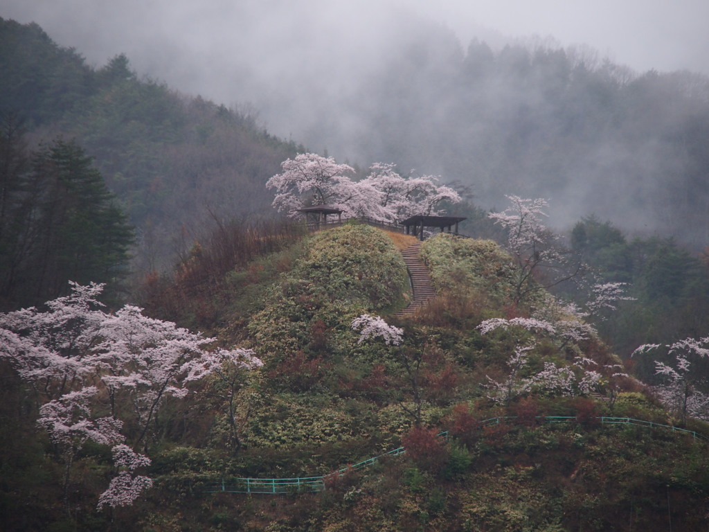 桜雨