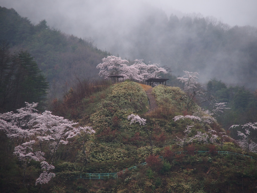 桜雨