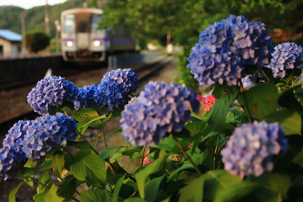 夕日の紫陽花