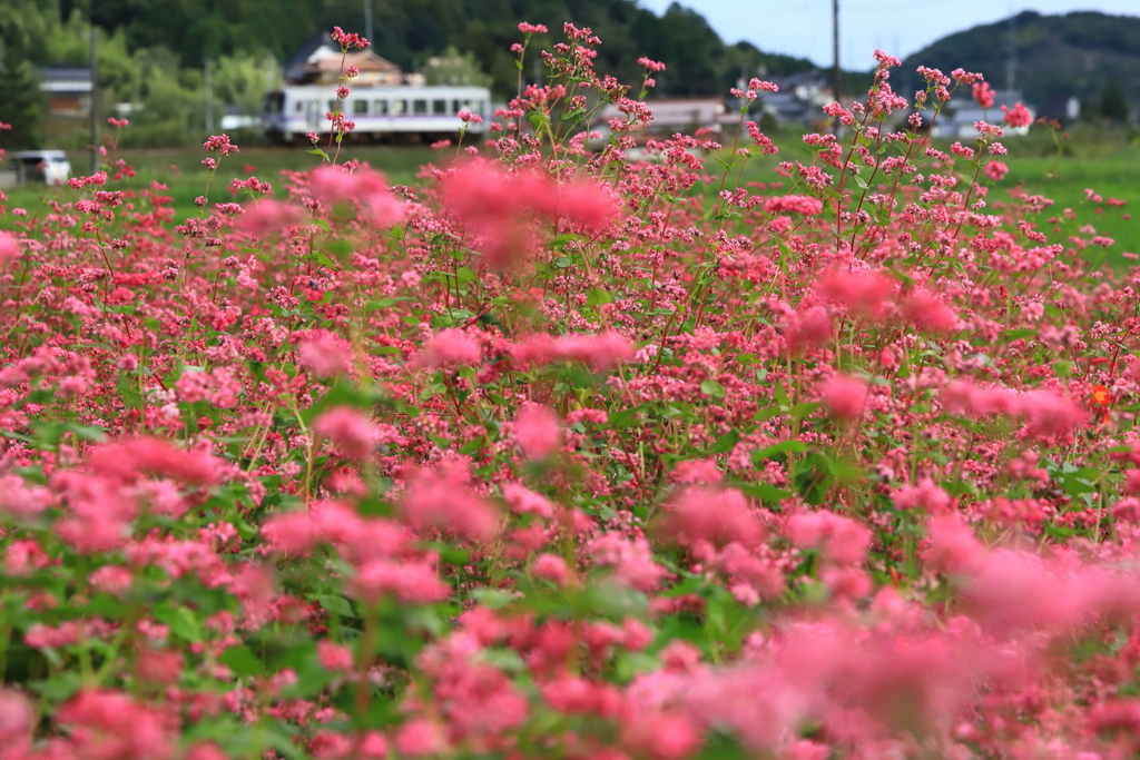 「赤そば」と芸備線