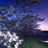 ブルーアワーの千本桜