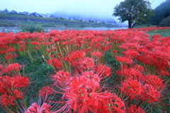 岸辺に咲く彼岸花