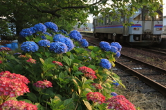 夕日の紫陽花２