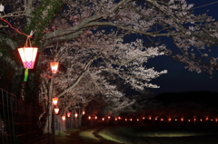 夜桜と雪洞