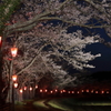 夜桜と雪洞