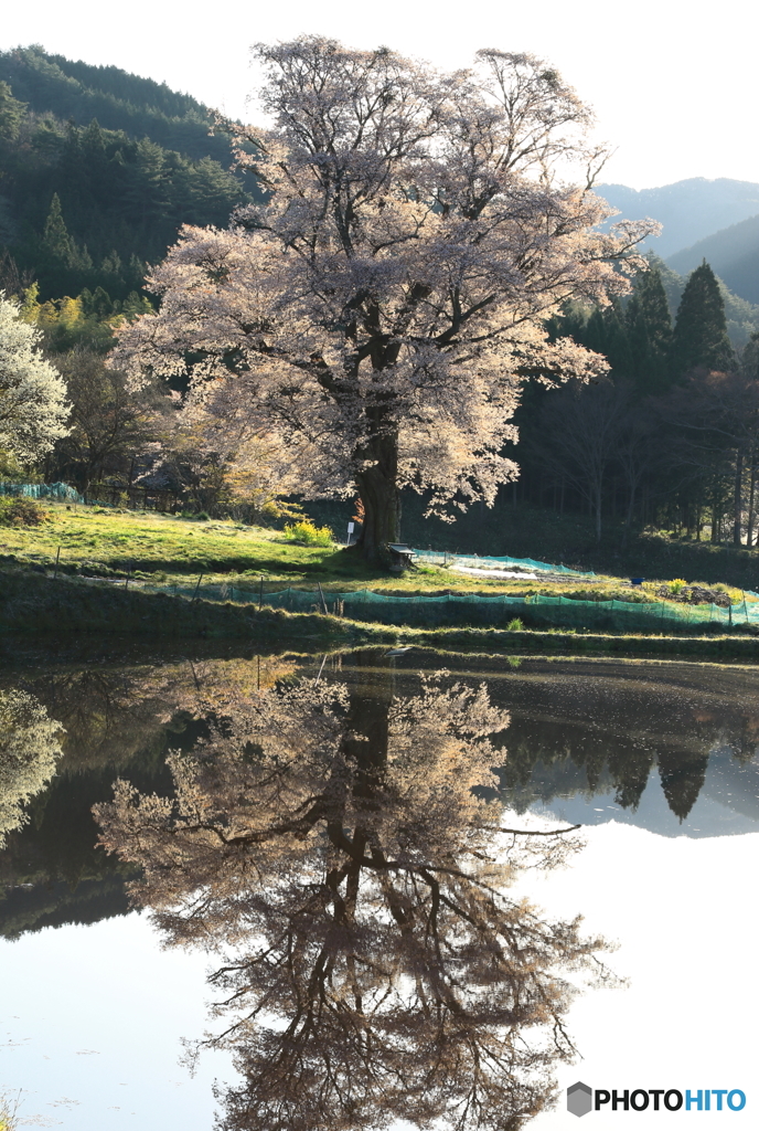 老大木ヤマザクラⅡ