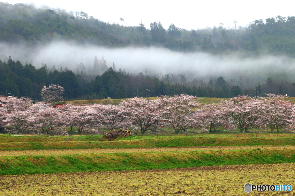 里山の桜Ⅱ