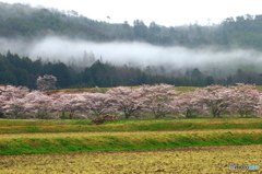 里山の桜Ⅱ