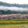 里山の桜Ⅱ