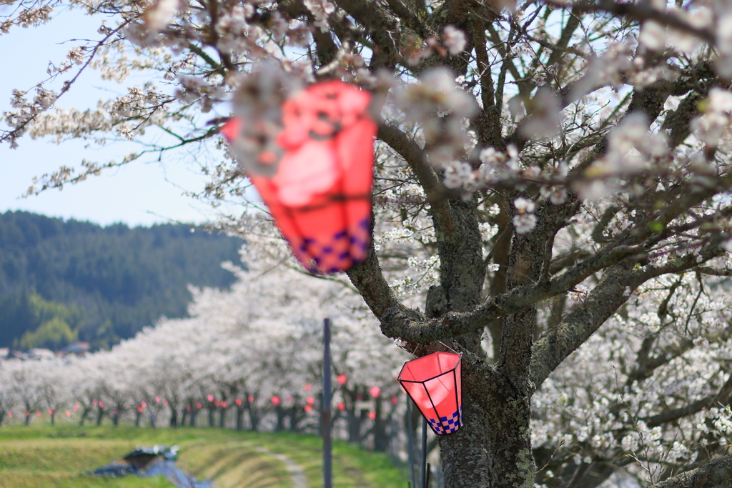 桜ぼんぼり