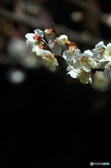 陽光の白梅