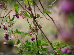 木通の花