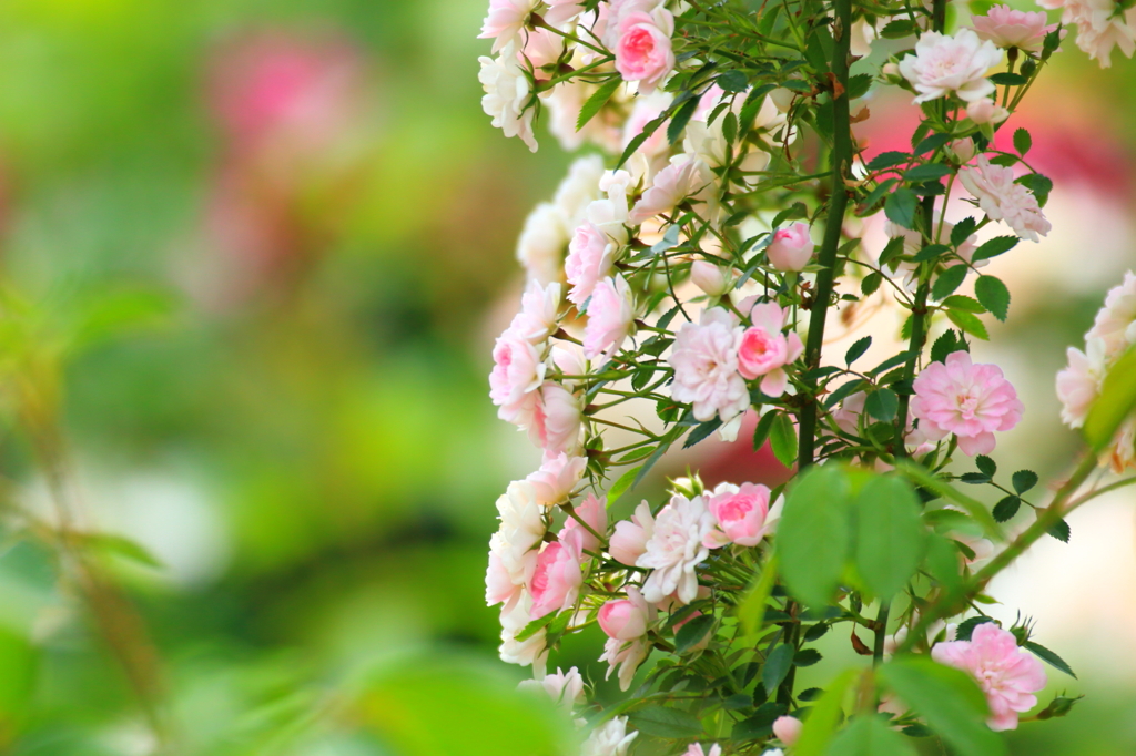 湧永庭園　薔薇園Ⅵ