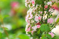 湧永庭園　薔薇園Ⅵ