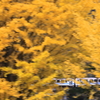 黄葉と三江線