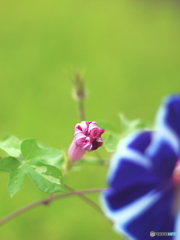 晩夏Ⅱ