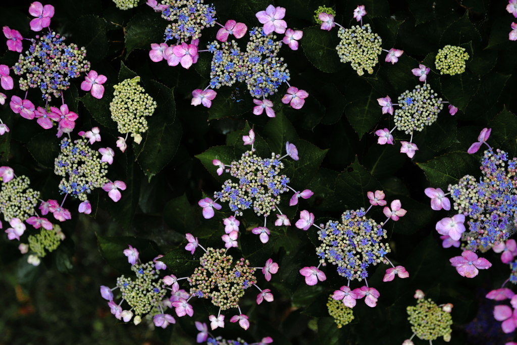 線香花火