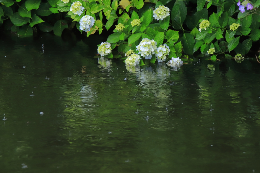 雨の紫陽花