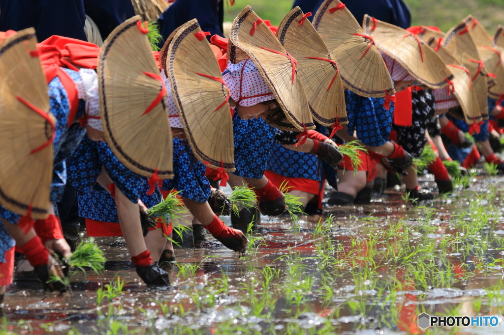 原東大花田植