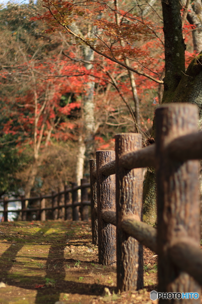 師走の散歩道