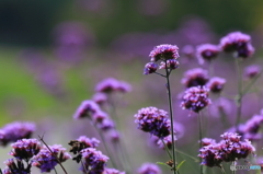 秋の草花