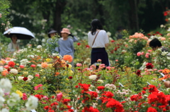 湧永庭園　薔薇園Ⅰ