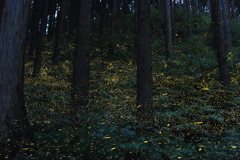 森のホタルⅡ