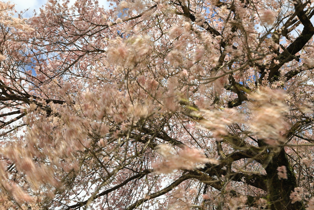 桜まじ