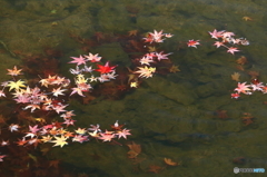 晩秋の川辺