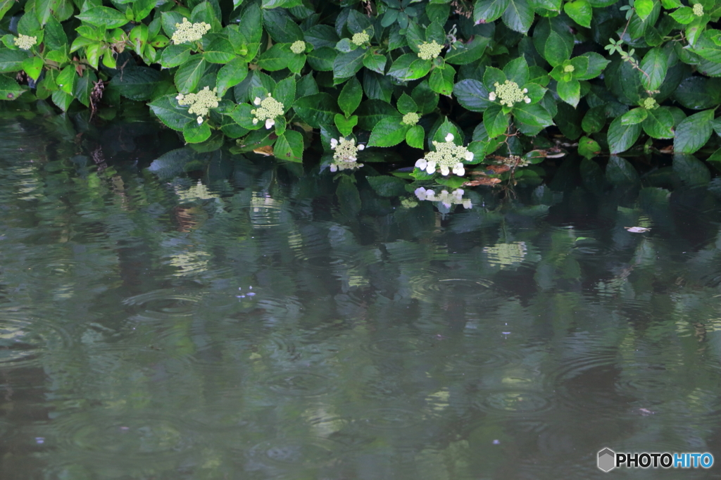 雨降る梅雨